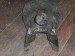 1700'S PEARL INLAID SADDLE