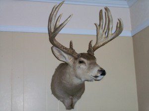 MONSTER 12 POINT BUCK.