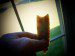 TRANSLUCENT PALEO POINT.
