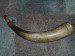 PRIVATEER THORN POWDER HORN