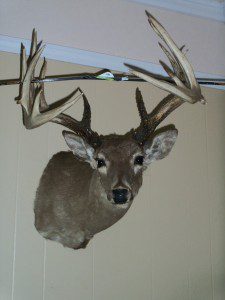 23 POINT WHITETAIL BUCK.