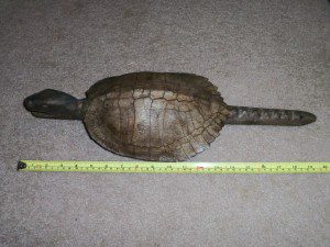 1800'S CARVED TURTLE.